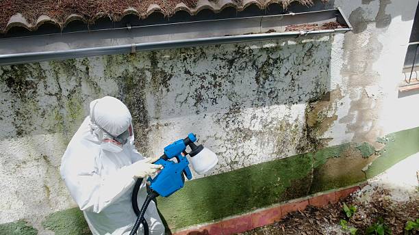 Trusted Mold Remediation service in Fort Lupton, CO - Cheap Mold Removal